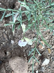 Astragalus