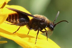 Pseudomethoca propinqua