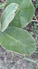 Eriobotrya japonica