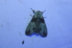 Macrurocampa marthesia