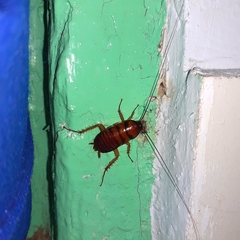 Periplaneta americana