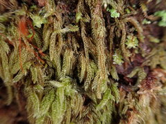 Hypnum circinale