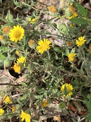 Pulicaria paludosa