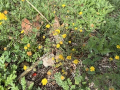 Pulicaria paludosa