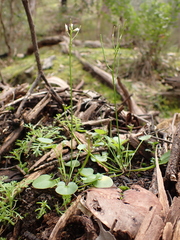 Cardamine papillata