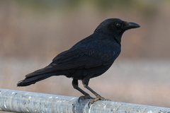 Corvus bennetti