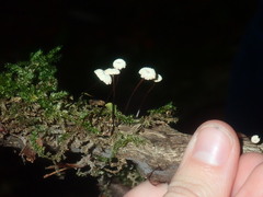 Marasmius rotula