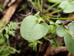 Cardamine papillata