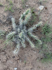 Opuntia polyacantha