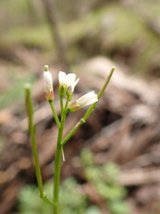 Cardamine papillata