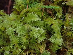 Kindbergia oregana