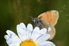 Coenonympha glycerion