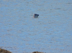 Phoca vitulina vitulina