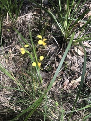 Diuris