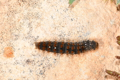 Habrophylla euryzona