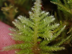 Kindbergia oregana