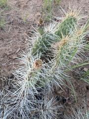 Opuntia polyacantha