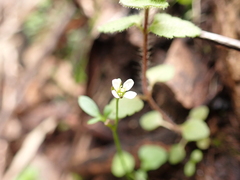 Cardamine papillata
