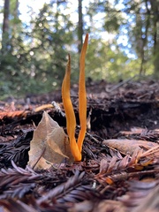 Clavulinopsis