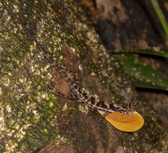 Anolis osa
