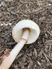Lepiota