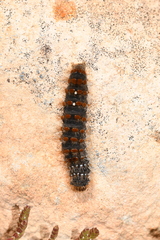 Habrophylla euryzona