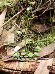 Cardamine papillata