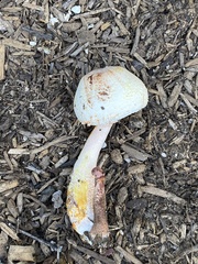 Lepiota