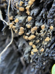 Hemitrichia calyculata