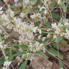 Cuscuta tuberculata