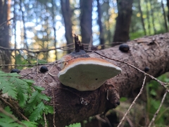 Fomitopsis pinicola