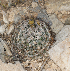 Escobaria chlorantha