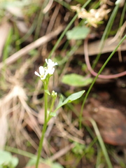 Cardamine papillata