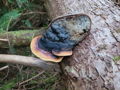 Fomitopsis pinicola