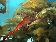 Phyllopteryx taeniolatus