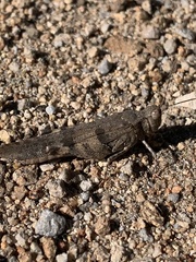 Trimerotropis fontana