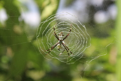 Argiope argentata