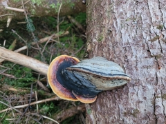 Fomitopsis pinicola