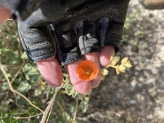 Sphaeralcea ambigua rugosa
