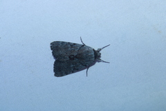 Catocala sordida