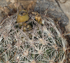 Escobaria chlorantha