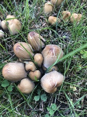 Coprinopsis atramentaria