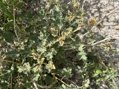 Sphaeralcea ambigua rugosa