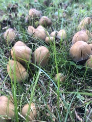 Coprinopsis atramentaria