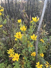 Bidens aristosa