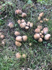 Coprinopsis atramentaria