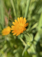 Calendula