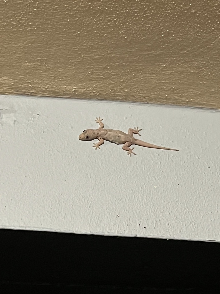 Tropical House Gecko from Puerto Rico, Cidra, Puerto Rico, US on ...