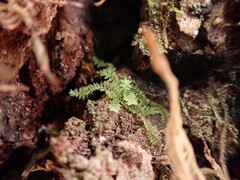 Douinia ovata