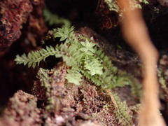 Douinia ovata